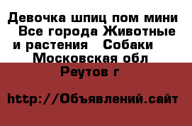 Девочка шпиц пом мини - Все города Животные и растения » Собаки   . Московская обл.,Реутов г.